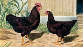 Zwerg-Rhodeländer – Entwicklung eines dunkelroten Zwerghuhns