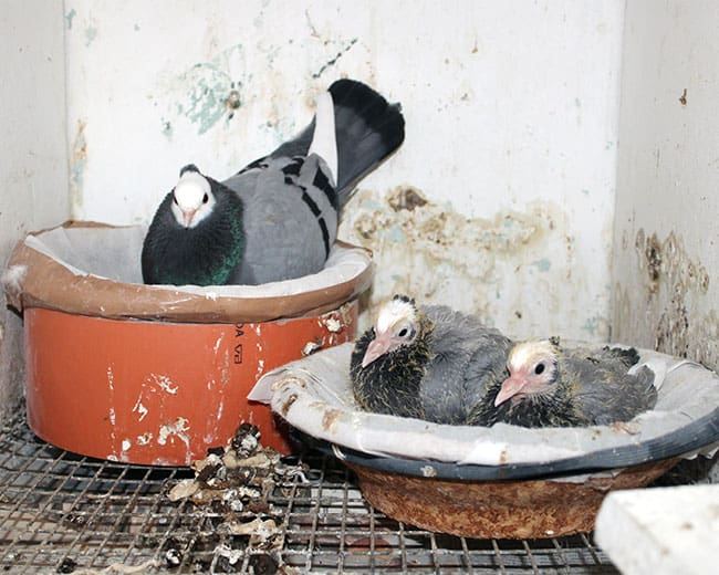 Rheinische-Ringschläger_Brut-und-Aufzucht