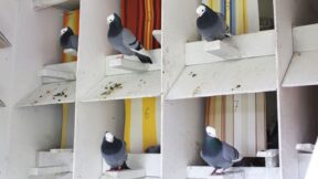 Rheinische Ringschläger: Eleganz im Flug und Charakter