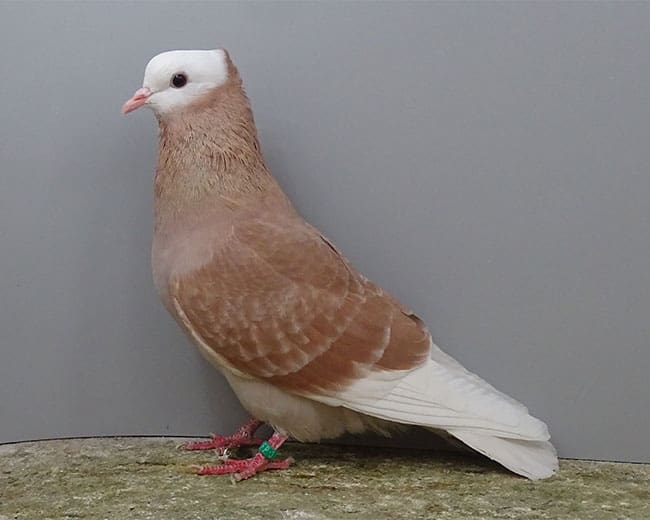 Rheinische-Ringschläger_gelbfahl-gehämmert