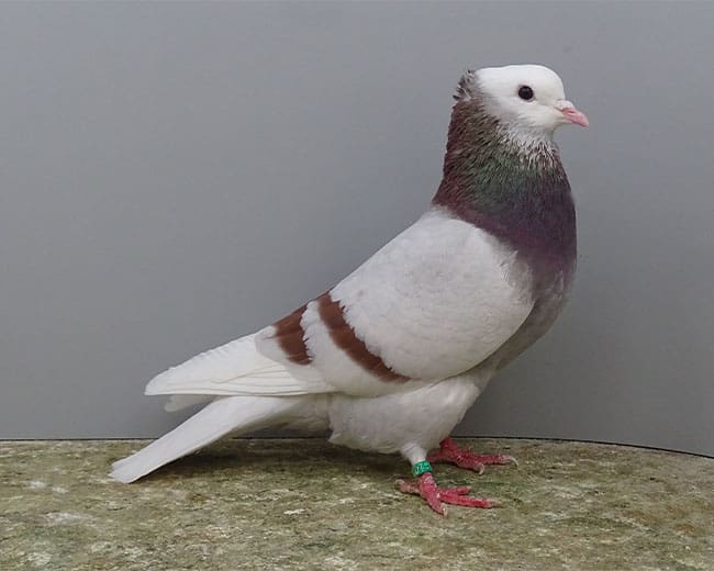 Rheinische-Ringschläger_rotfahl