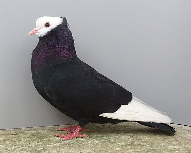 Rheinische-Ringschläger_schwarz