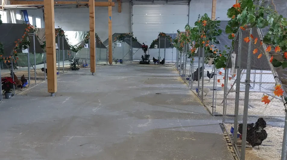 Kleintierzuchtverein C201 Weil am Rhein begeistert mit vielfältiger Geflügelausstellung