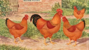 New Hampshire – eine erfolgreiche amerikanische Hühnerrasse