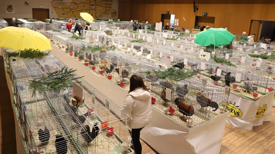 RGZV Nörvenich 1958 – 31. Neffeltalschau