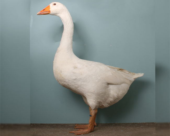 Emdener-Gans_Ganter_weiß