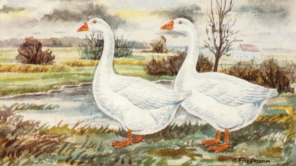 Die Emdener Gans – eine der ältesten und schwersten Gänserassen Europas