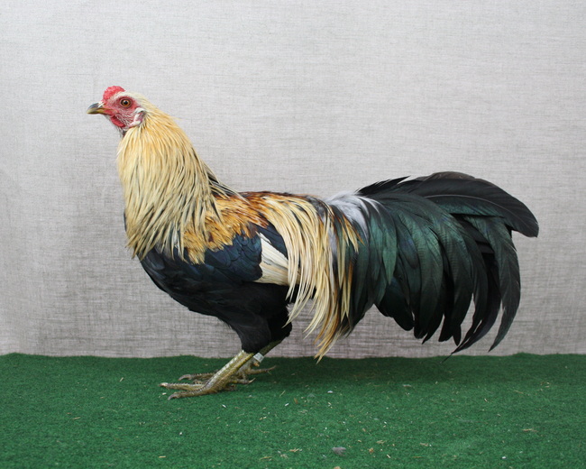 Javanesische Zwerghühner_Hahn_orangehalsig