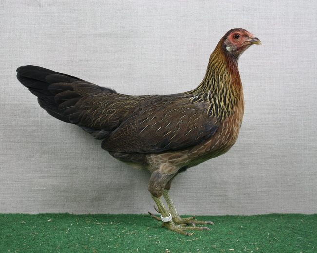 Javanesische Zwerghühner_Henne_rebhuhnhalsig