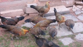 Klein, ursprünglich, außergewöhnlich – Javanesische Zwerghühner