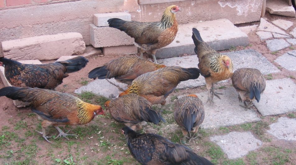 Klein, ursprünglich, außergewöhnlich – Javanesische Zwerghühner