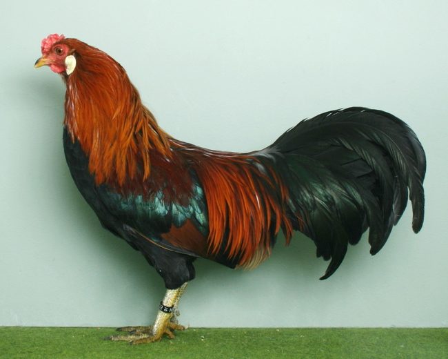 Javanesisches Zwerghuhn_Hahn_rebhuhnfarbig