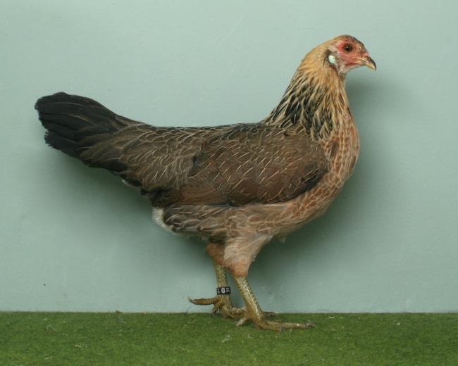 Javanesisches Zwerghuhn_Henne_orangehalsig