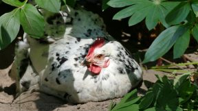 GGV Ummeln – Seminar zur Hühnerhaltung am 18 April 2026