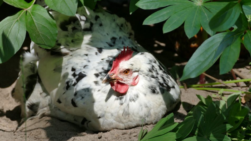 GGV Ummeln – Seminar zur Hühnerhaltung am 18 April 2026