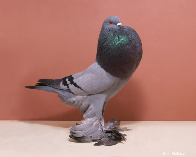 Genter Kröpfer blau mit schwarzen Binden