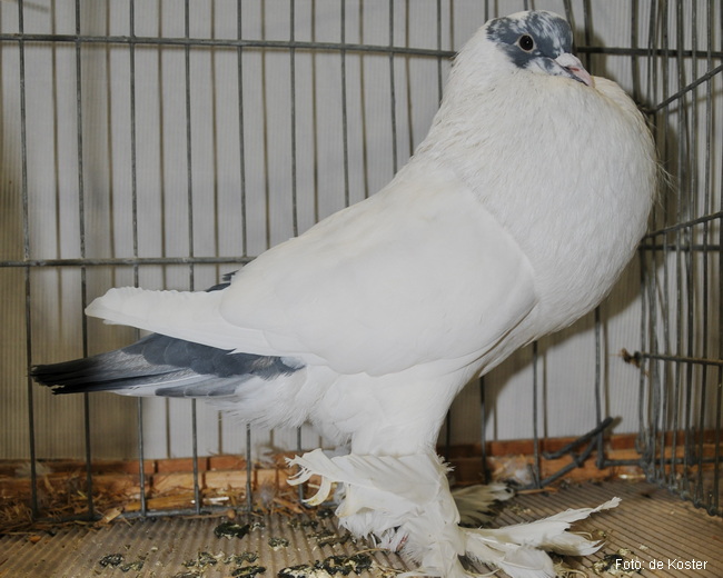 Genter Kröpfer blauschwänzig