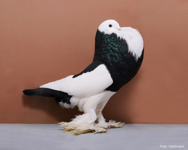 Genter Kröpfer schwarzgeganselt