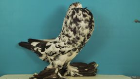 Genter Kröpfer – imposante Belgier