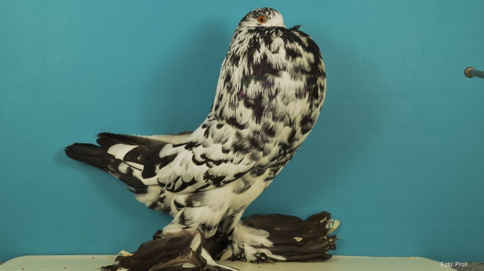 Genter Kröpfer – imposante Belgier