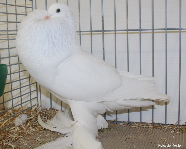 Genter Kröpfer weiß