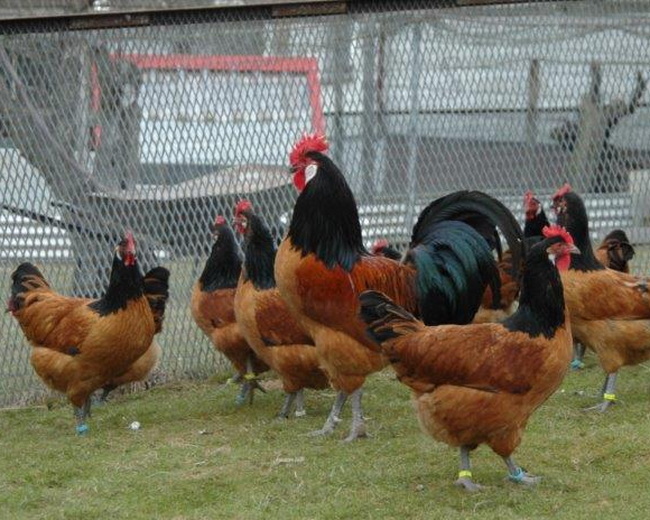 Vorwerkhühner Stamm