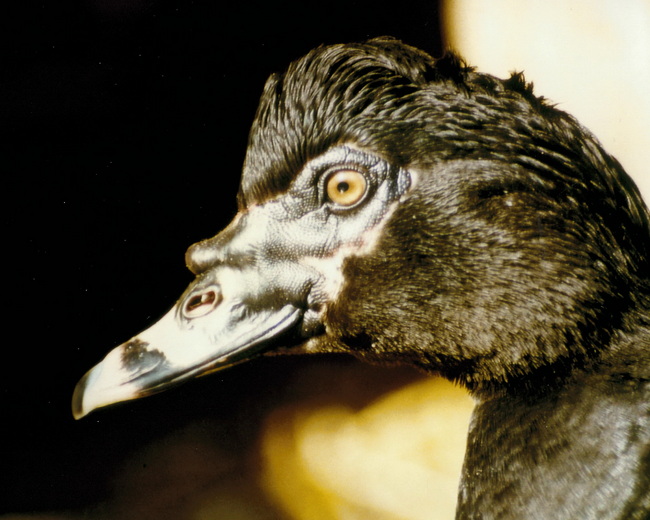 Moschusente_Erpel Kopfstudie