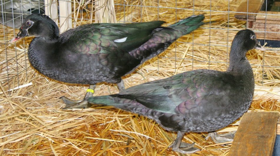 Moschusente: Die Wildform der Warzenente im Porträt