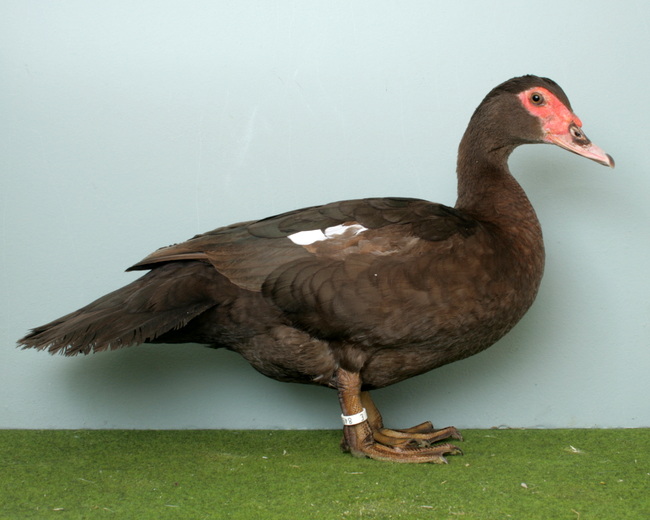 Warzenente, braun-wildfarbig