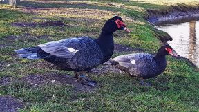 Warzenente – die faszinierende Ente der vielen Namen
