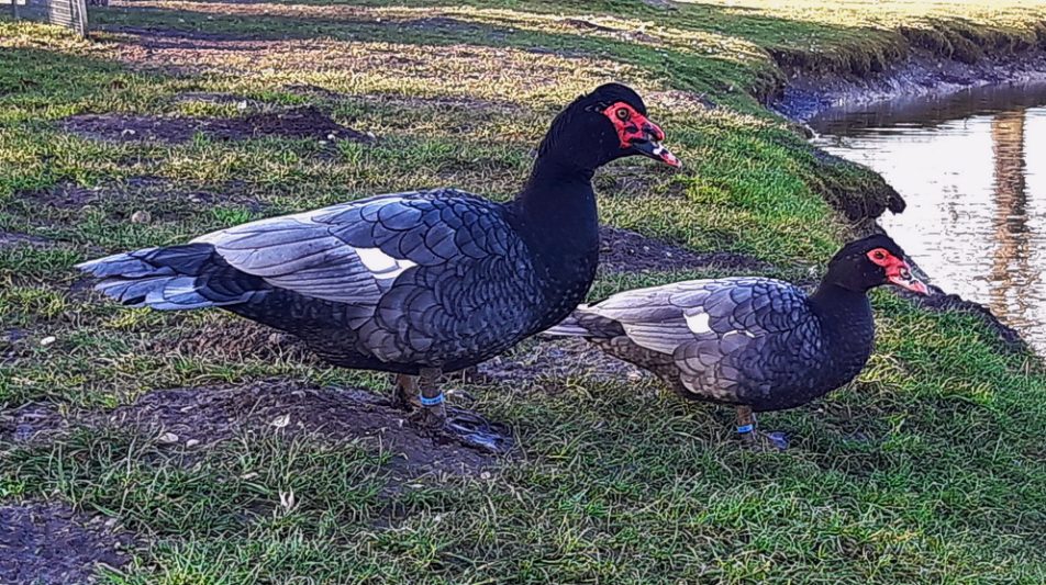Warzenente – die faszinierende Ente der vielen Namen