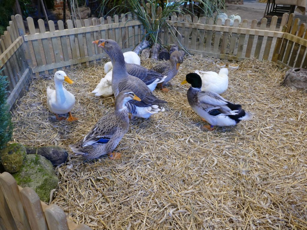 Geflügelzucht- und Gartenbauverein Ummeln_Geflügel_Erntedankfest