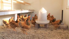 Vogelgrippe – vorbereitet in den Herbst starten