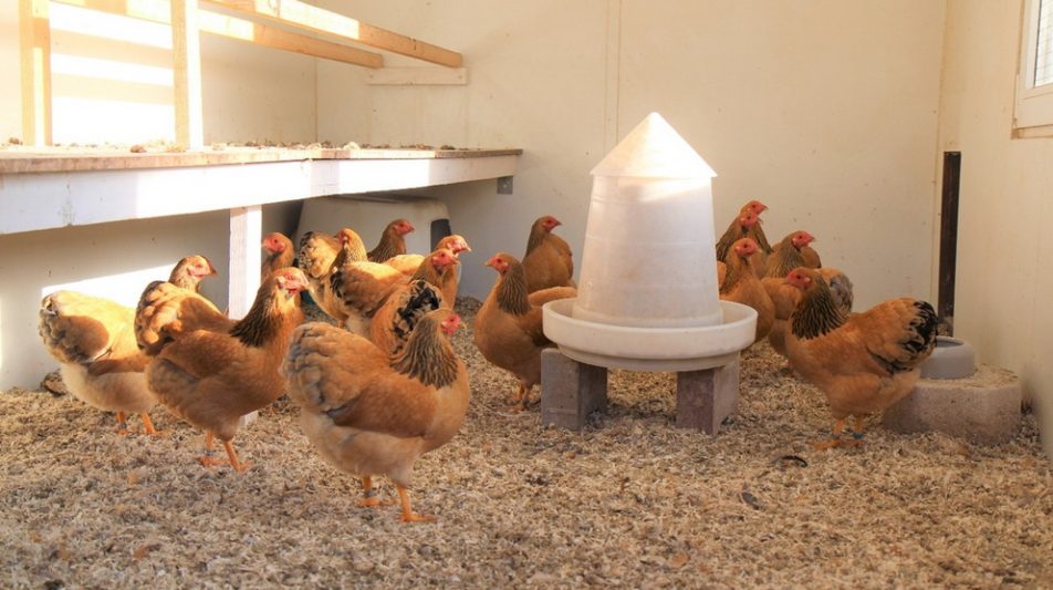 Vogelgrippe – vorbereitet in den Herbst starten