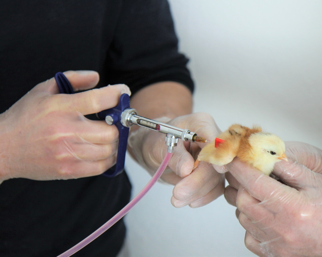 Vogelgrippe Impfung