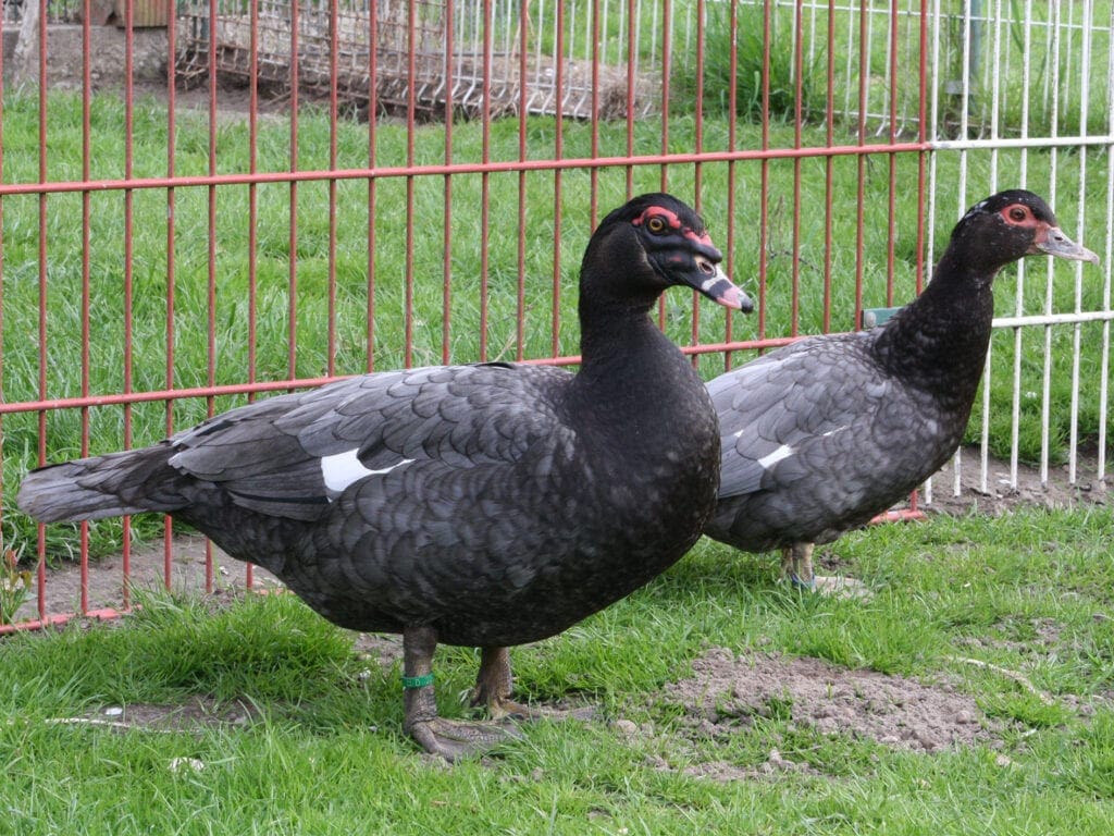 Warzenenten blau-wildfarbig