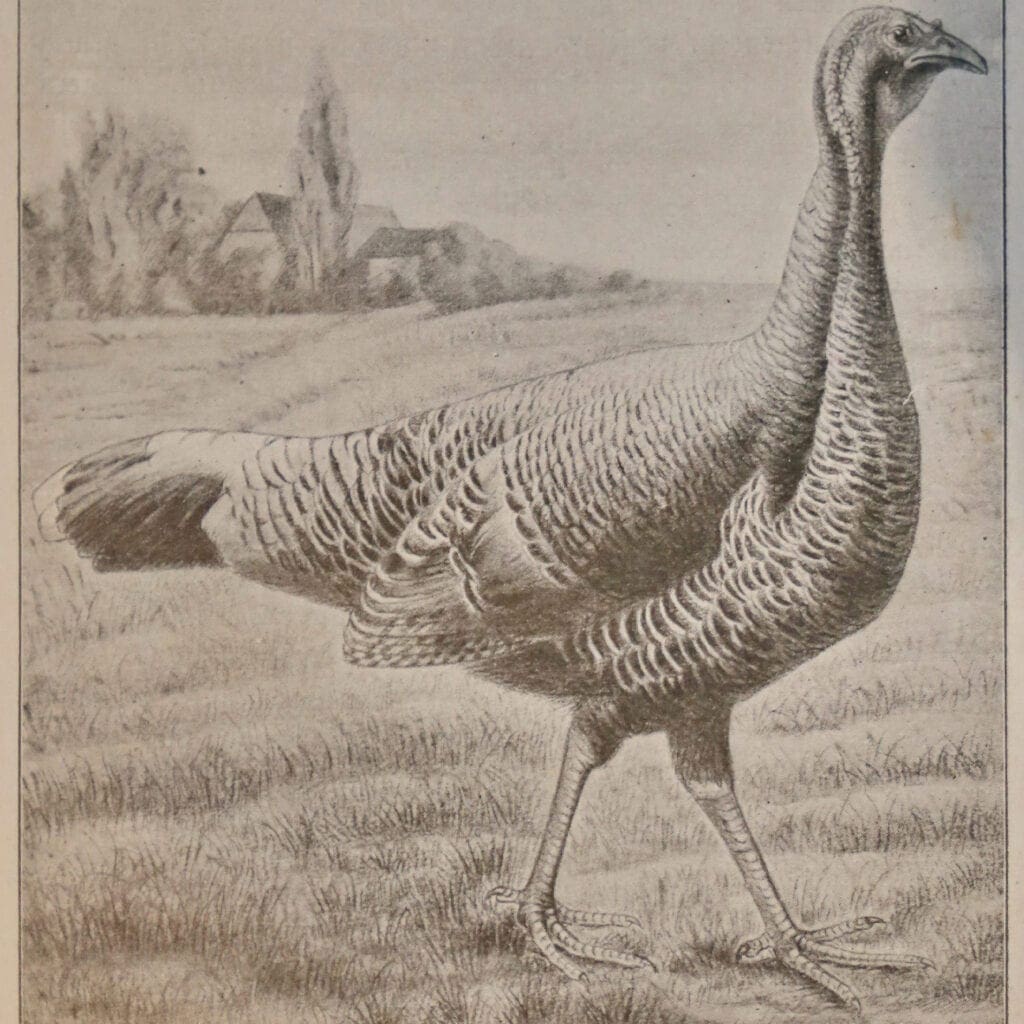 Bronzeputen-Henne auf einer Zeichnung um 1898