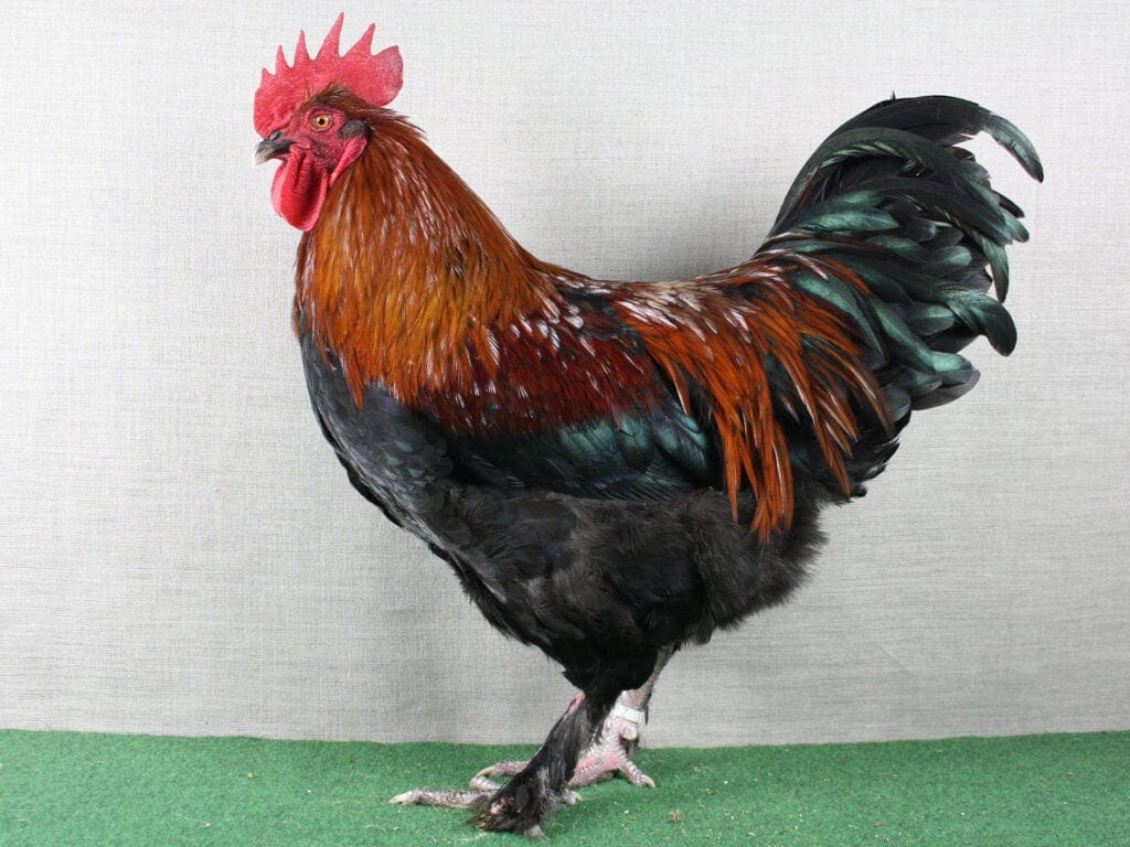 Marans, schwarz-kupfer