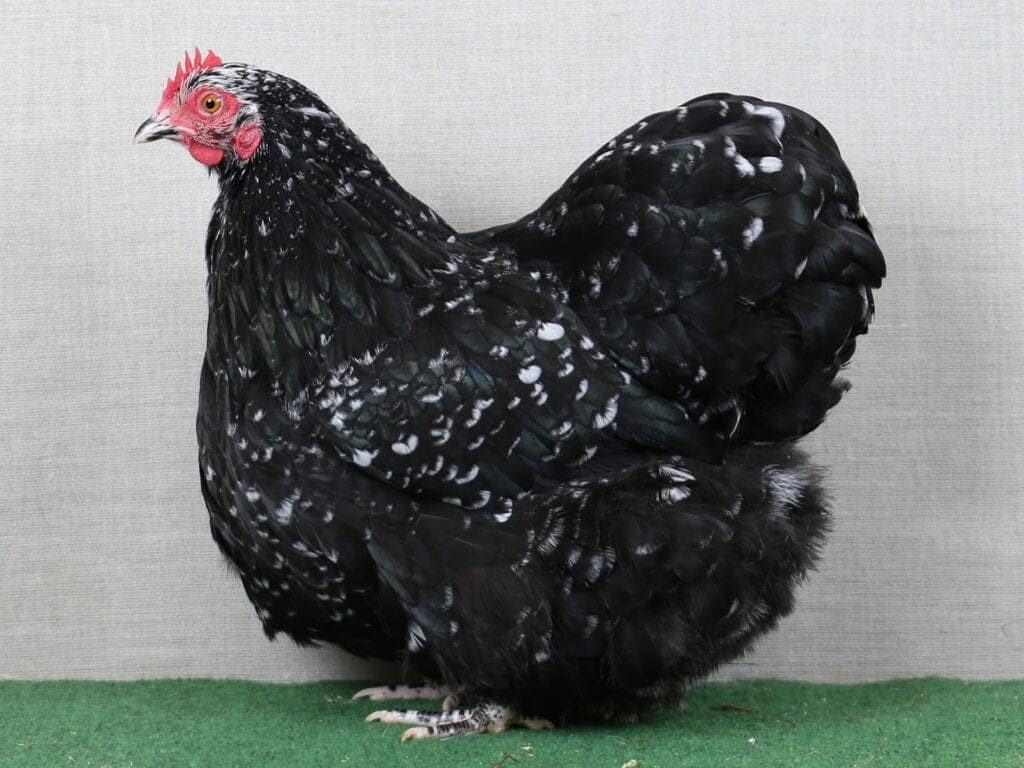 schwarz-weißgescheckte Zwerg-Orpington-Henne