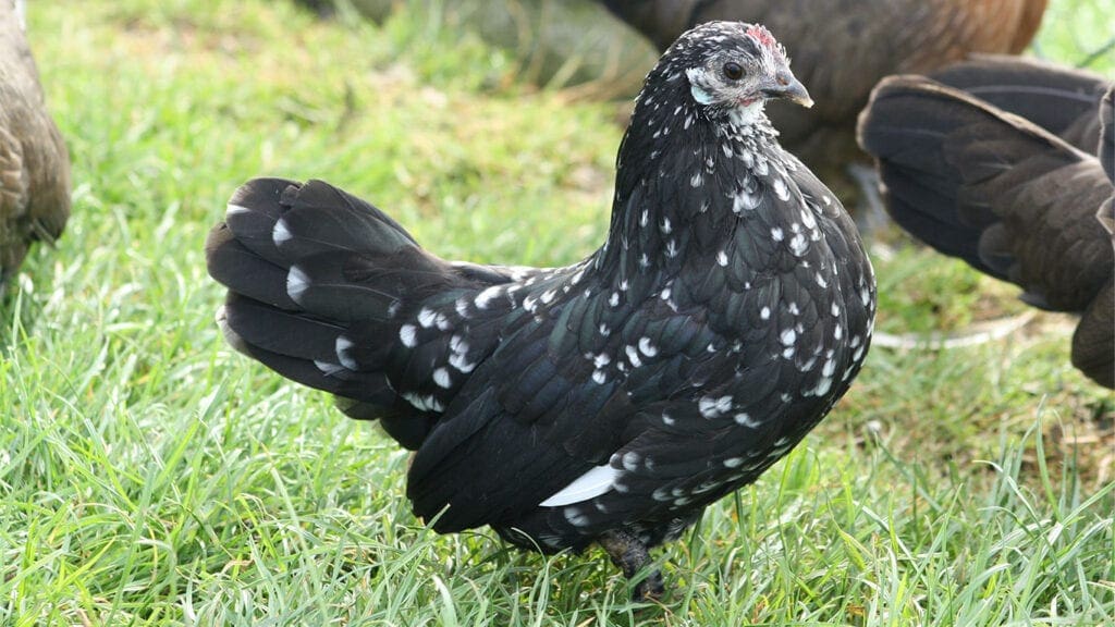 Holländische Zwerghühner, schwarz-weißgescheckt
