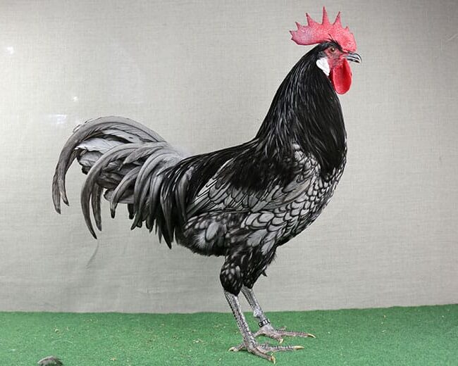 Andalusier Huhn Hahn