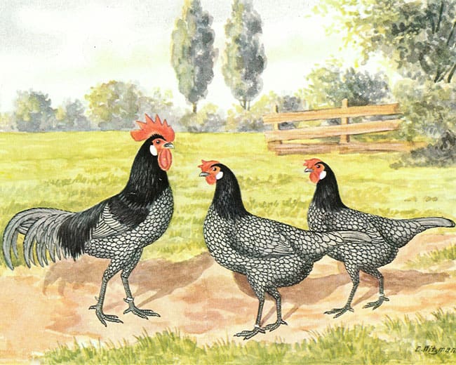 Andalusier Huhn Zeichnung