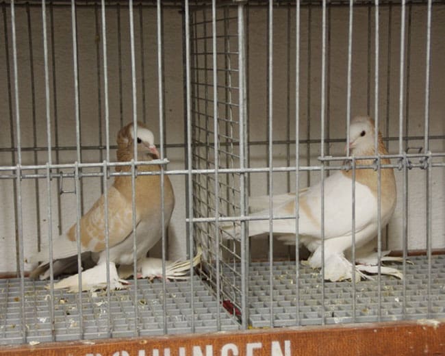 Tauben Anpaaren in Ausstellungskäfigen